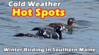 Winter Birding in Southern Maine