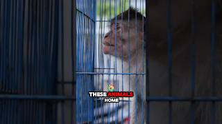 The Sad Reality of the Illegal Pet Trade