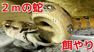２ｍの大蛇、ボアコンストリクターの餌やりが凄過ぎた！
