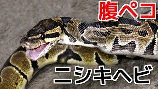 腹ペコのニシキヘビに餌を与える