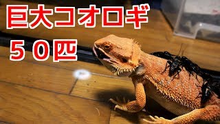 巨大コオロギ５０匹VSトカゲ