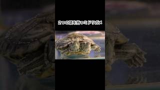 Two-headed slider turtle #shorts