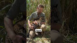 Baby Jaguar Needs Hip Surgery
