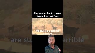 Horses Fleeing From LA Fires