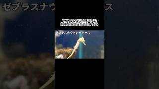 The tropical fish specialty store that opened in Katsushika was so interesting #shorts