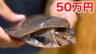 We got a super rare soft-shelled turtle worth 500,000 yen