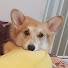 アイコン
