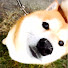 アイコン